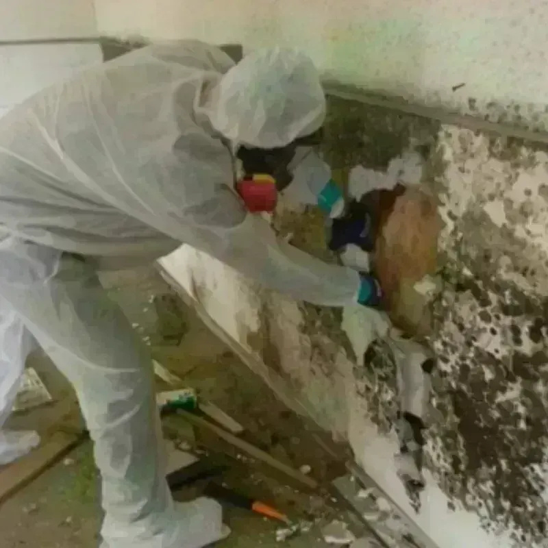 Mold Remediation and Removal in Lexington, MI